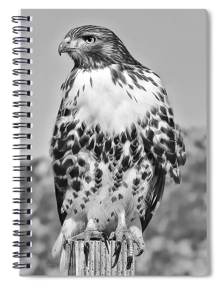 Hawk Spiral Notebook featuring the photograph Red Tail Hawk Youth Black and White by Jennie Marie Schell