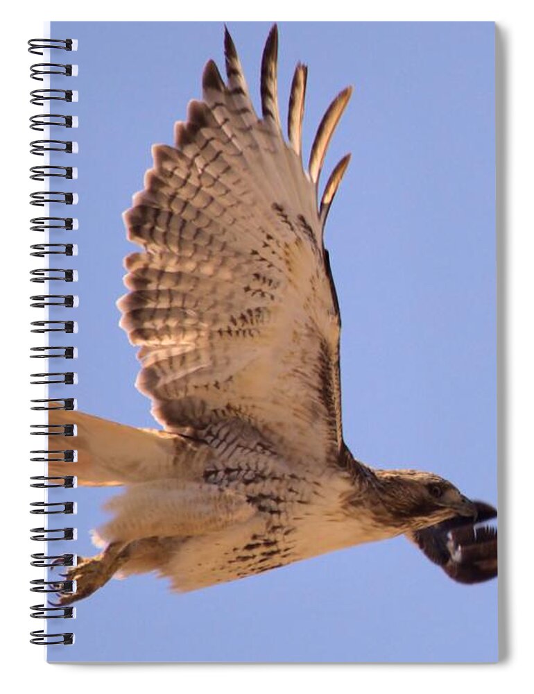 Hawk Spiral Notebook featuring the photograph Red Tailed Hawk by Bonfire Photography