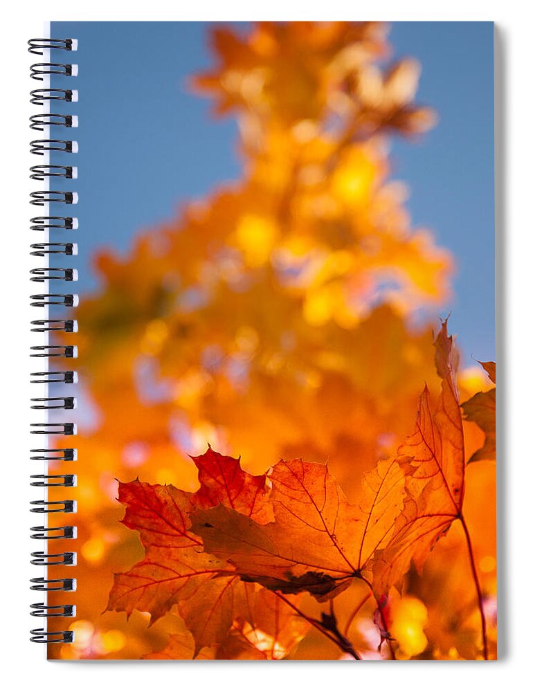 Salem Spiral Notebook featuring the photograph Red tipped gold by Jeff Folger