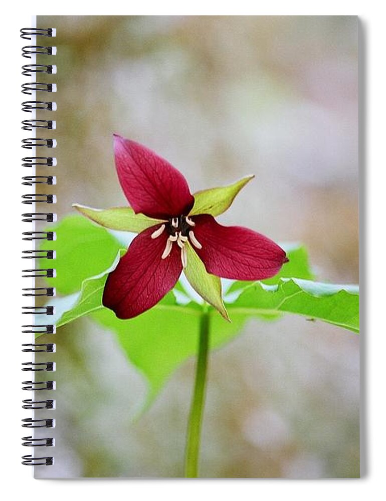 Red Trillium Spiral Notebook featuring the photograph Red Trillium by David Porteus