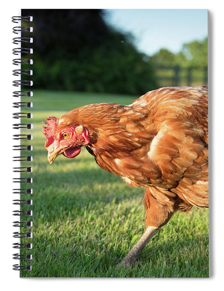 Grass Spiral Notebook featuring the photograph Red Warren Hen by Peter Chadwick Lrps