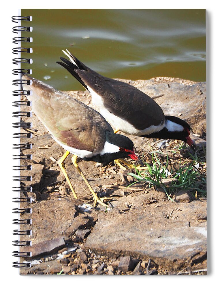 Red-wattled Lapwing Spiral Notebook featuring the photograph Red-wattled Lapwing by C H Apperson