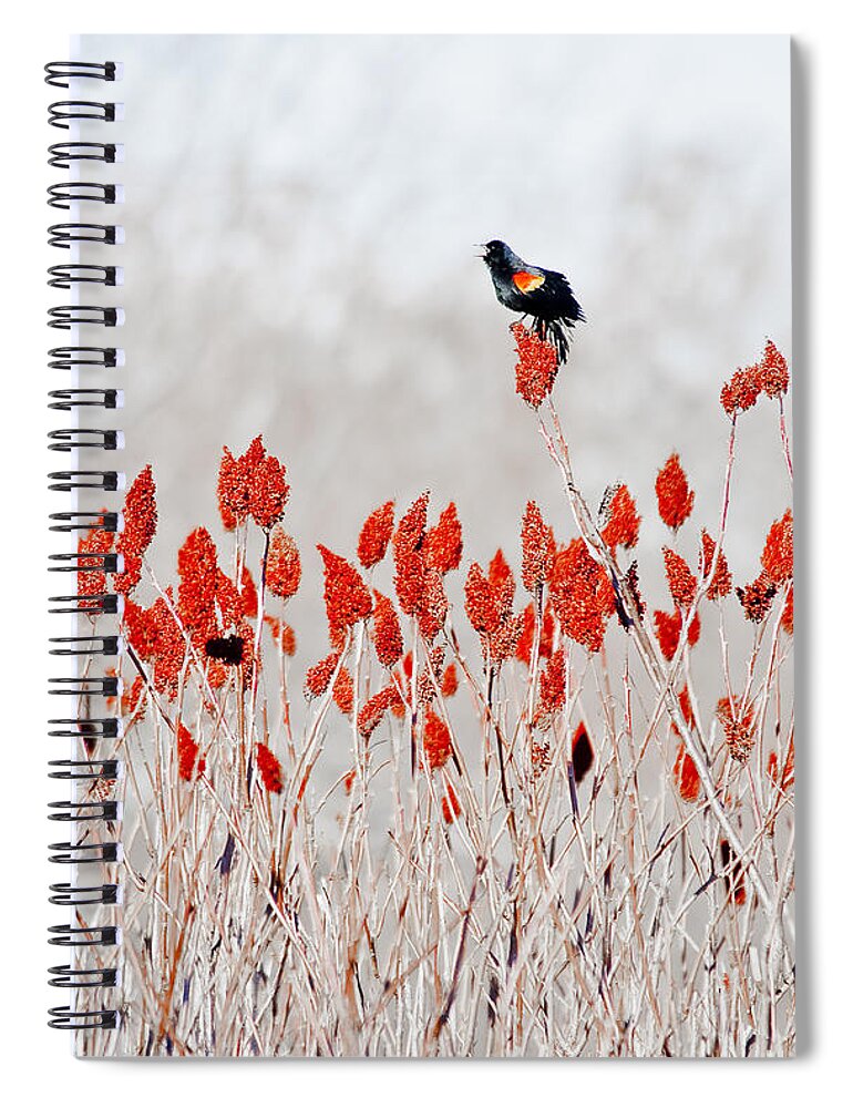 Dunns Marsh Spiral Notebook featuring the photograph Red Winged Blackbird On Sumac by Steven Ralser