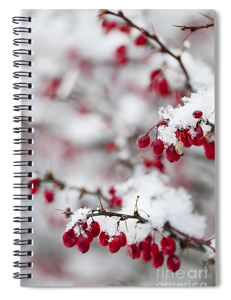 Berries Spiral Notebook featuring the photograph Red winter berries under snow 2 by Elena Elisseeva