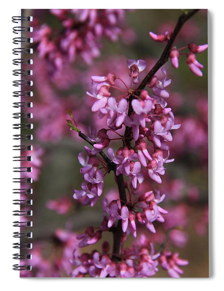 Redbud Spiral Notebook featuring the photograph Redbud Blossoms by Anne Nordhaus-Bike