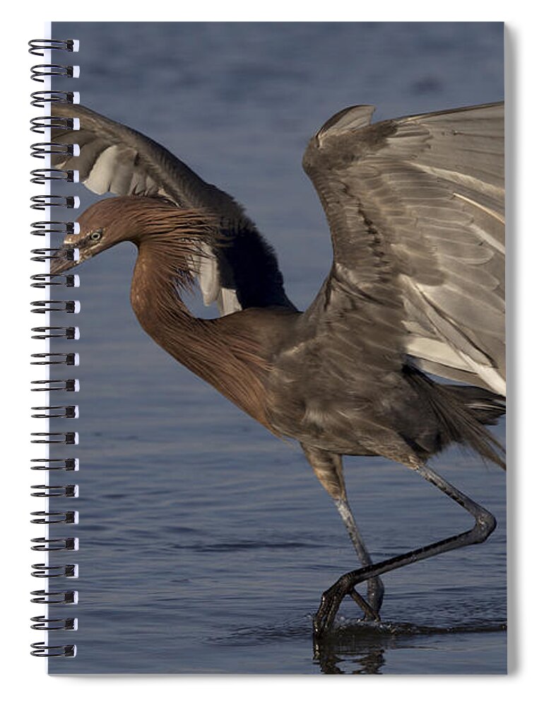 Reddish Egret Spiral Notebook featuring the photograph Reddish Egret Fishing by Meg Rousher