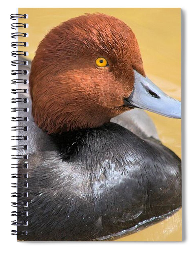 Duck Spiral Notebook featuring the photograph Redhead by Bonfire Photography