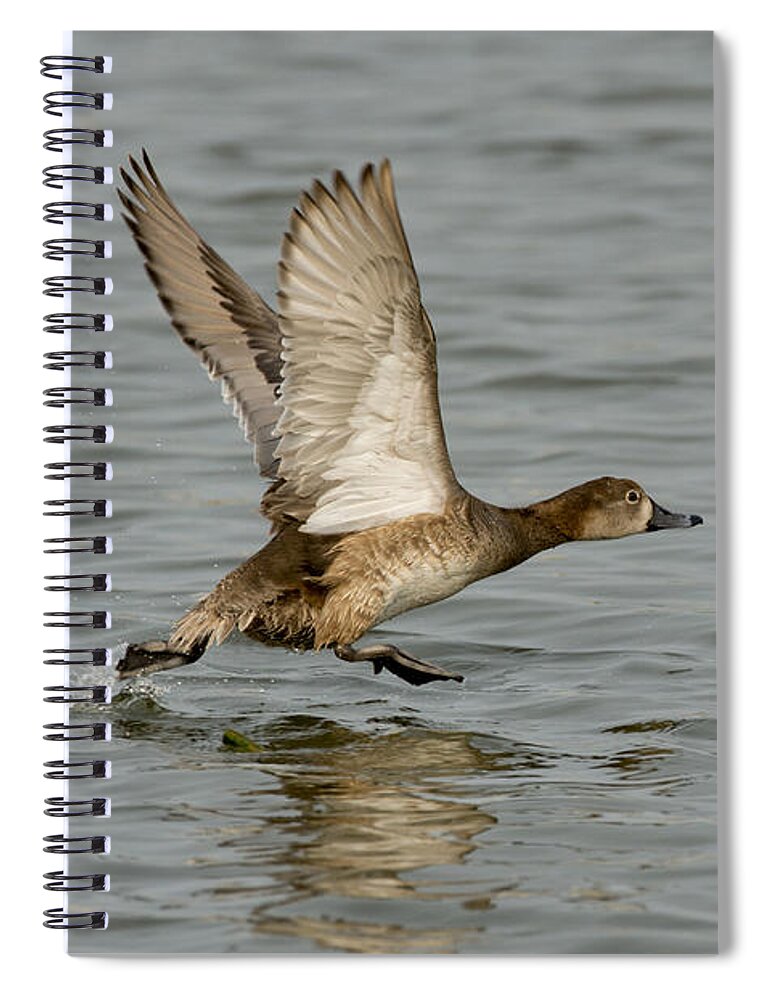 Redhead Spiral Notebook featuring the photograph Redhead Taking Off by Anthony Mercieca