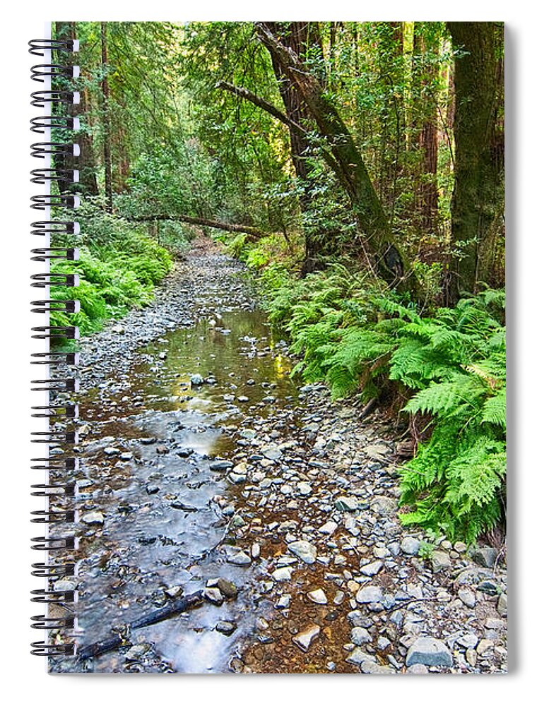 Redwood Spiral Notebook featuring the photograph Redwood Forest of Muir Woods National Monument. by Jamie Pham