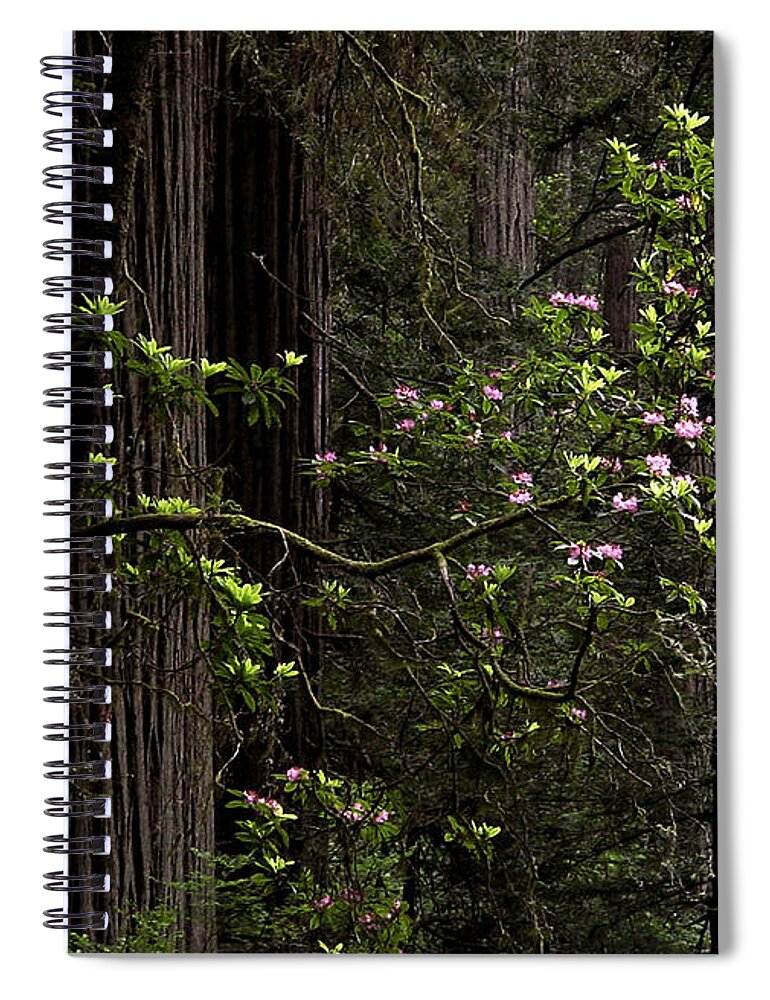 Redwoods Spiral Notebook featuring the photograph Redwoods and Rhodys by Betty Depee