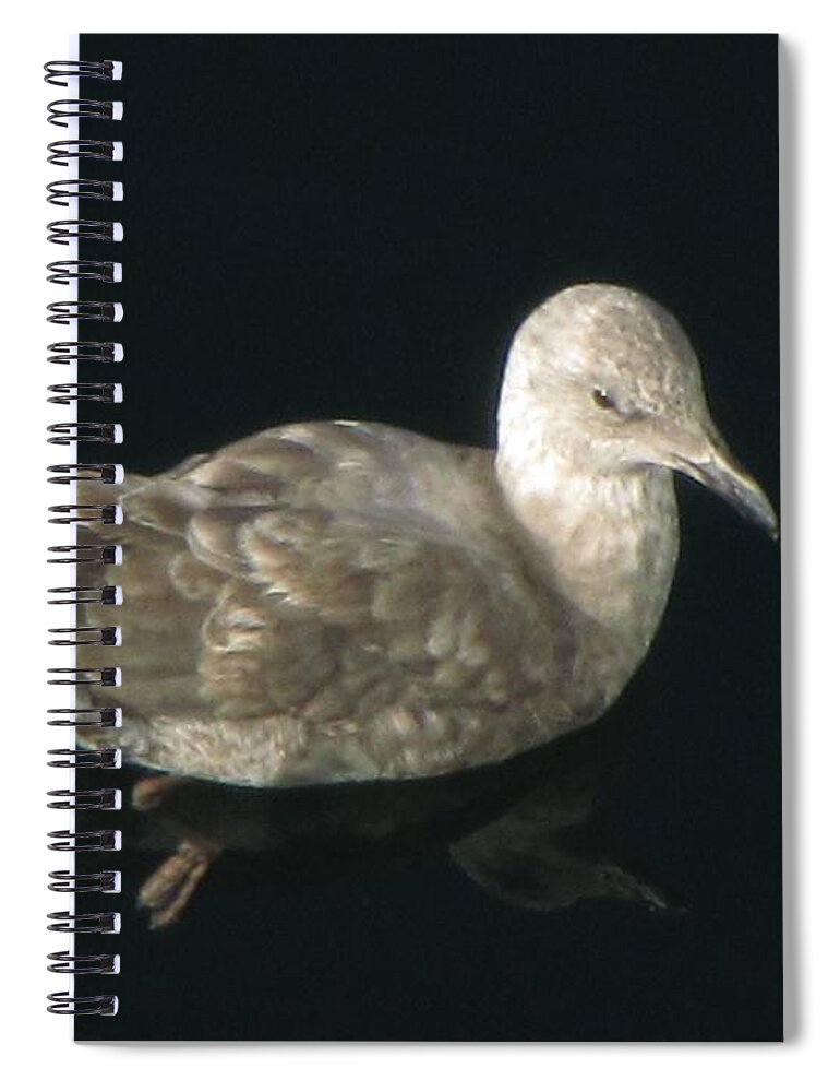Seagull Spiral Notebook featuring the photograph Refections of a Gull by Jennifer Wheatley Wolf