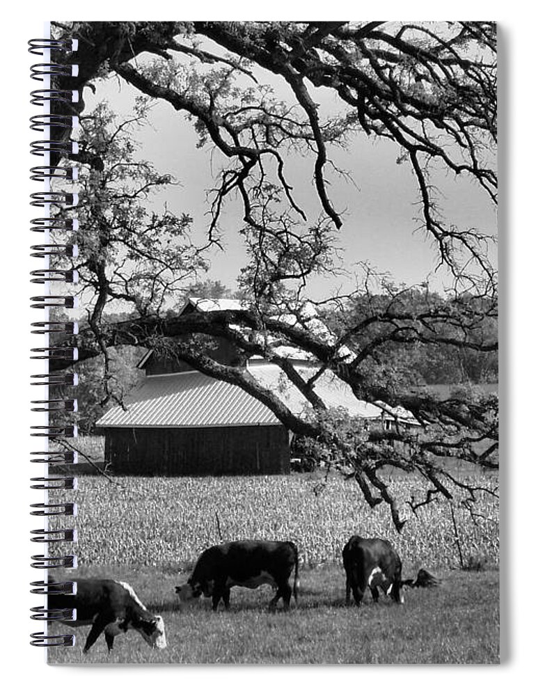 Refreshing;cows Spiral Notebook featuring the photograph Refreshing by Tom Druin