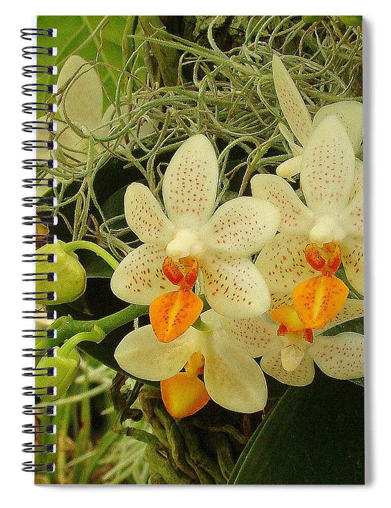 Fine Art Spiral Notebook featuring the photograph Renewal by Rodney Lee Williams