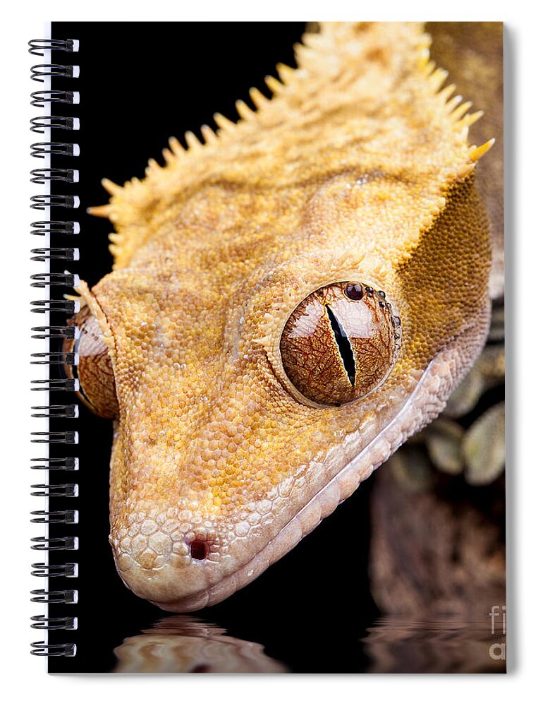 Abstract Spiral Notebook featuring the photograph Reptile near water close up by Simon Bratt