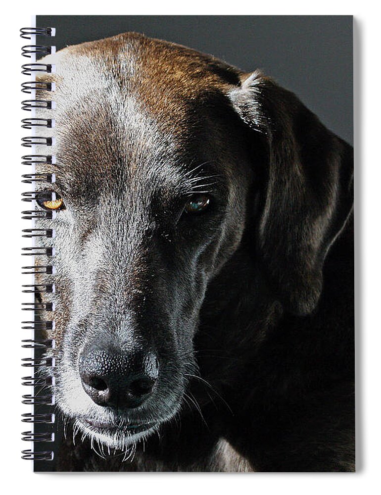Dogs Spiral Notebook featuring the photograph Rescue Dog - Osa by Peggy Collins
