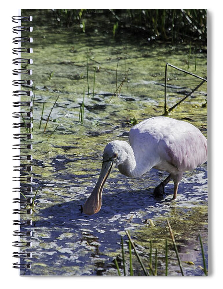 susan Molnar Spiral Notebook featuring the photograph Reseate Spoonbill VI by Susan Molnar
