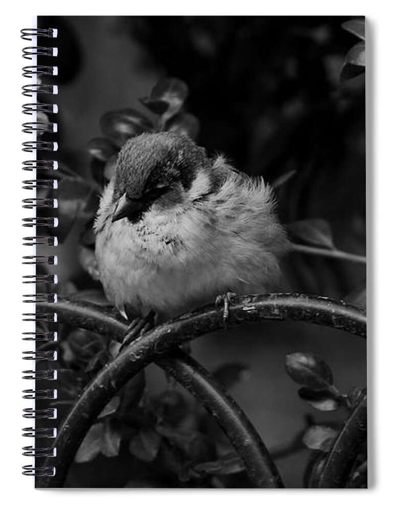 Bird Spiral Notebook featuring the photograph Rest for the Weary by Paul Watkins