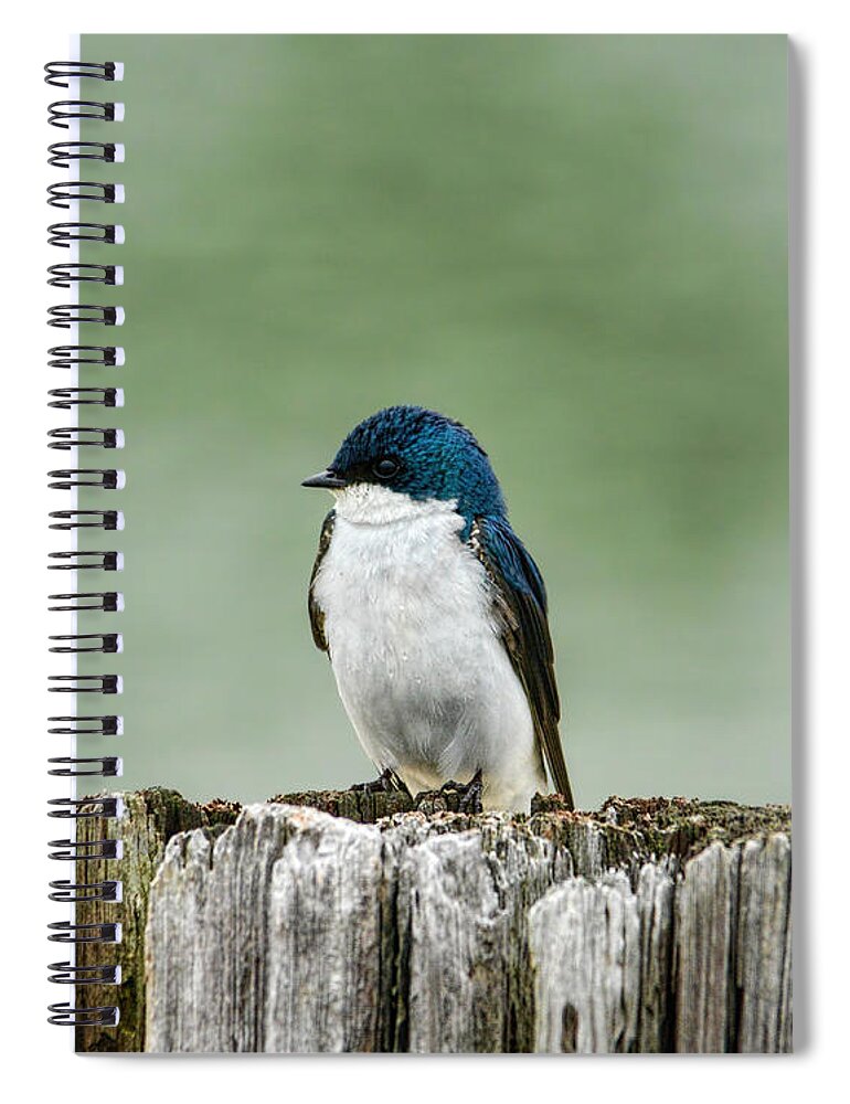 Bird Spiral Notebook featuring the photograph Resting Swallow by Jai Johnson