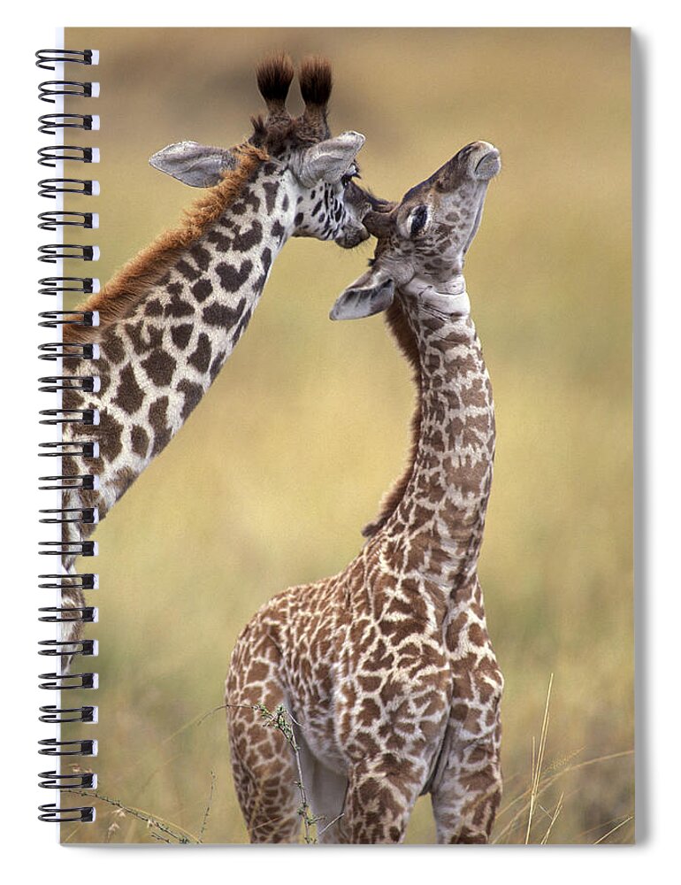 Reticulated Giraffe Spiral Notebook featuring the photograph Reticulated Giraffes Grooming by Jean-Michel Labat