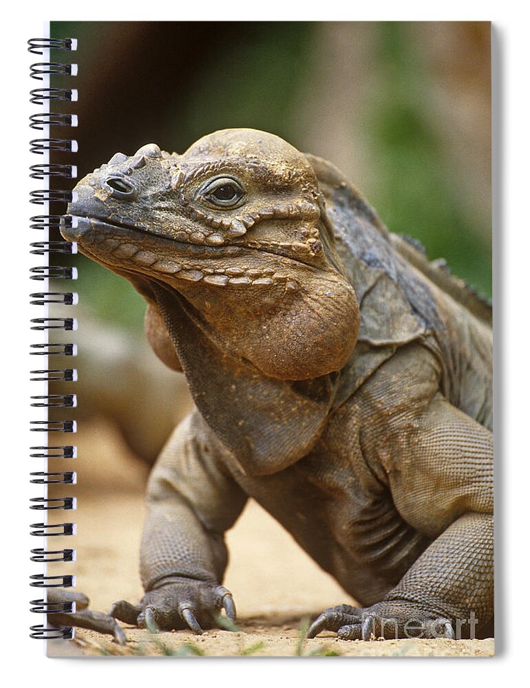 Rhinoceros Iguana Spiral Notebook featuring the photograph Rhinoceros Iguana by Art Wolfe