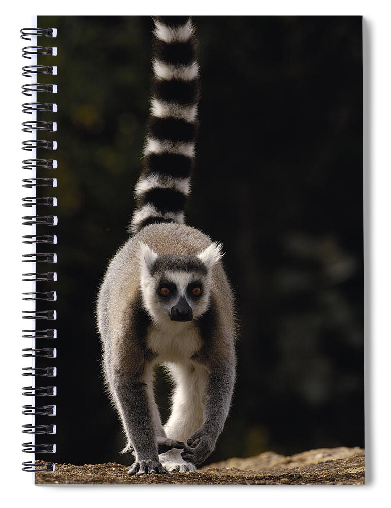 Feb0514 Spiral Notebook featuring the photograph Ring-tailed Lemur Madagascar by Pete Oxford