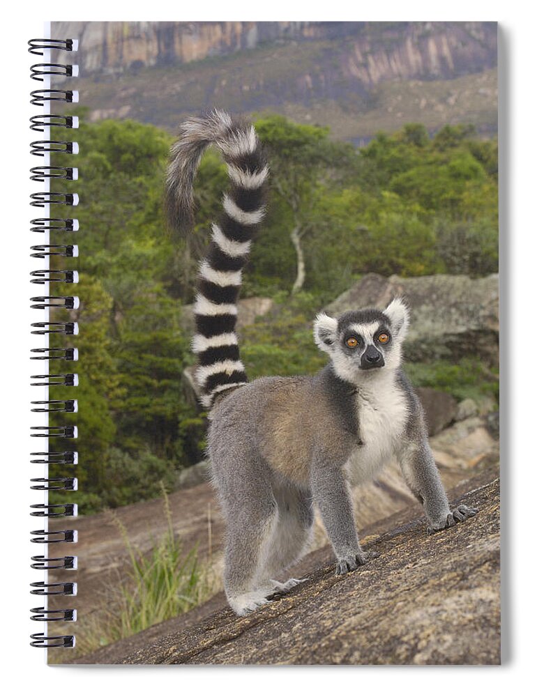 Feb0514 Spiral Notebook featuring the photograph Ring-tailed Lemur On Rocks Madagascar by Pete Oxford