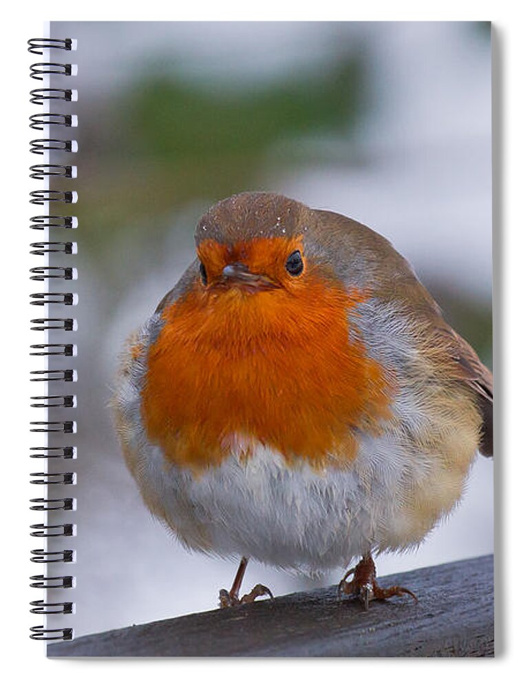 Robin Spiral Notebook featuring the photograph Robin 1 by Scott Carruthers