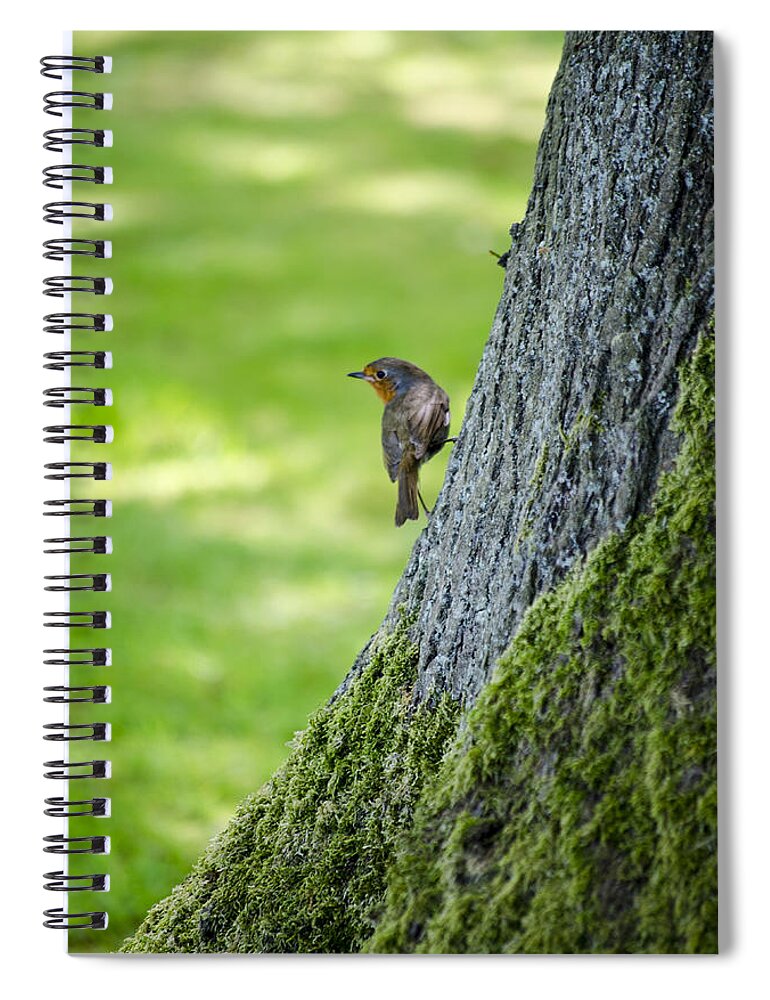 Garden Spiral Notebook featuring the photograph Robin At Rest by Spikey Mouse Photography