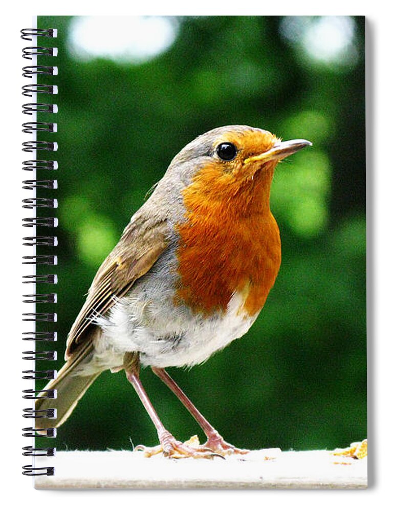 Robin Spiral Notebook featuring the photograph Robin bird photograph by Tom Conway