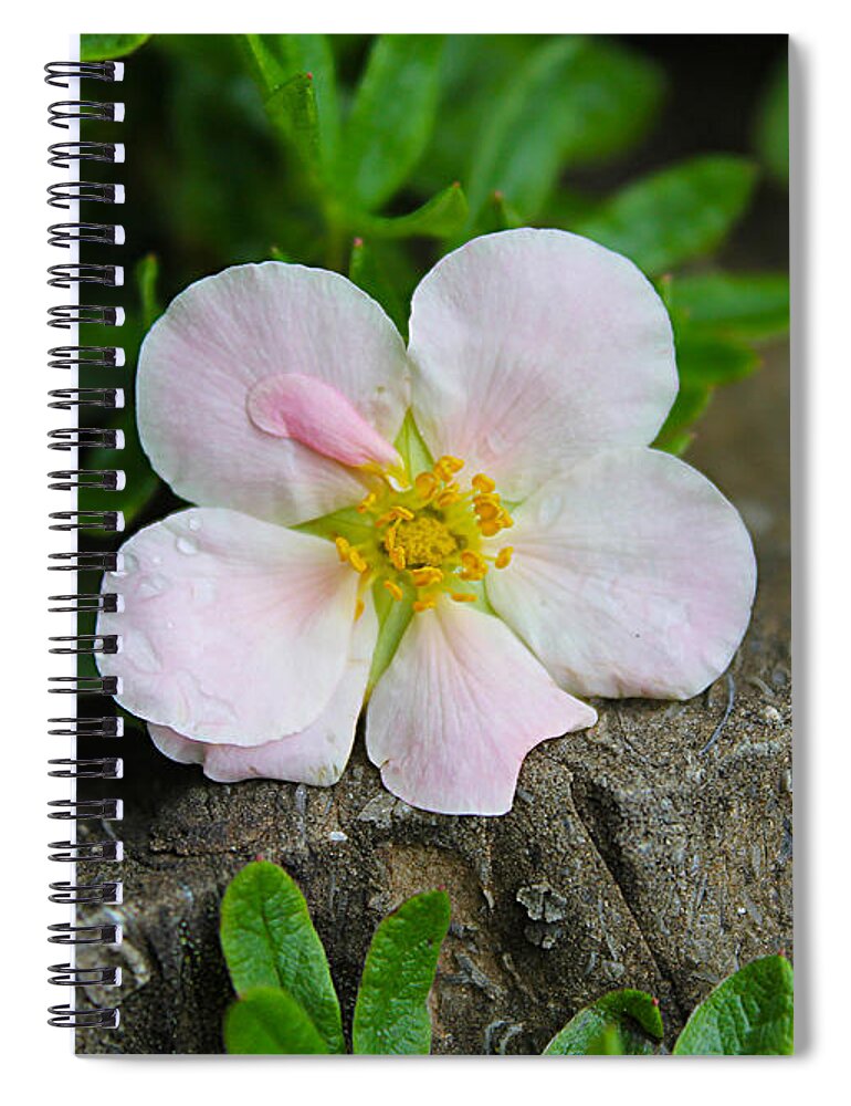 Floral Spiral Notebook featuring the photograph Rock Garden Flower by Nina Silver
