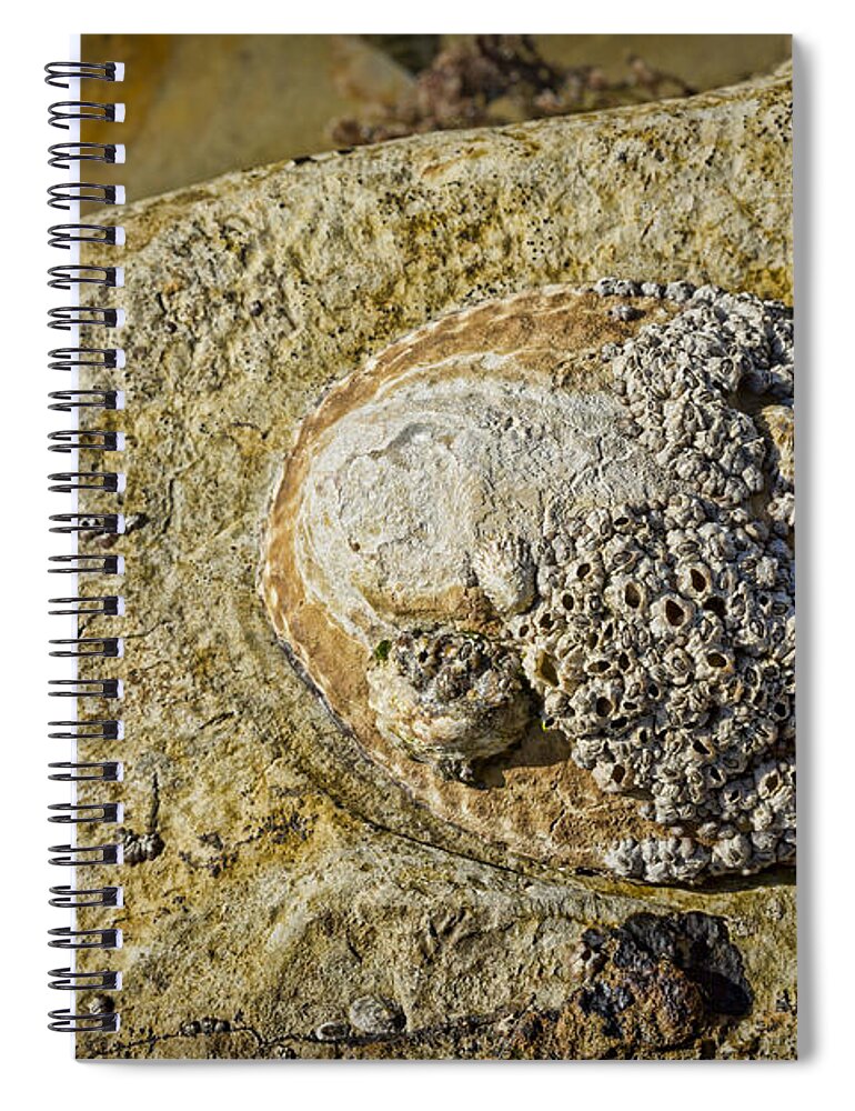Gastropods Spiral Notebook featuring the photograph Rocky Cliff by Kelley King