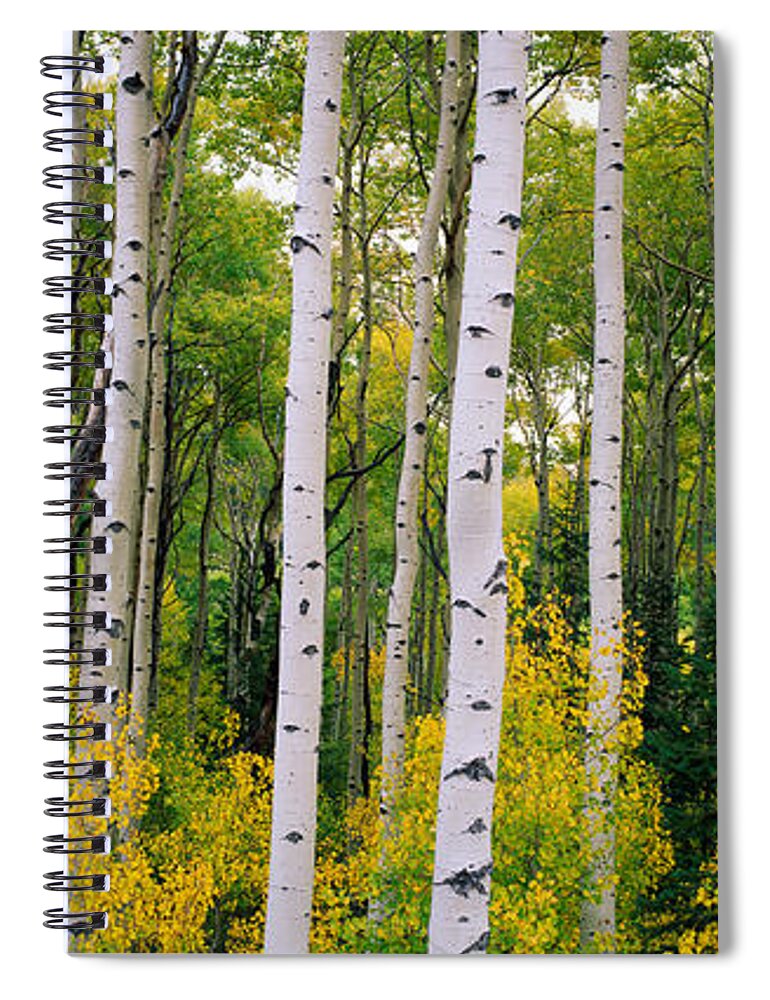 Photography Spiral Notebook featuring the photograph Rocky Mountain Aspen Forest by Panoramic Images