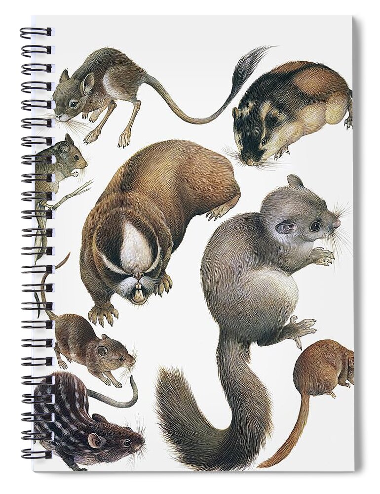 White Background Spiral Notebook featuring the photograph Rodents, Drawing by De Agostini Picture Library