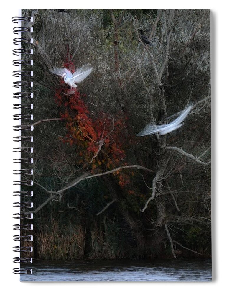 Bird Spiral Notebook featuring the photograph Roost by Mark Fuller