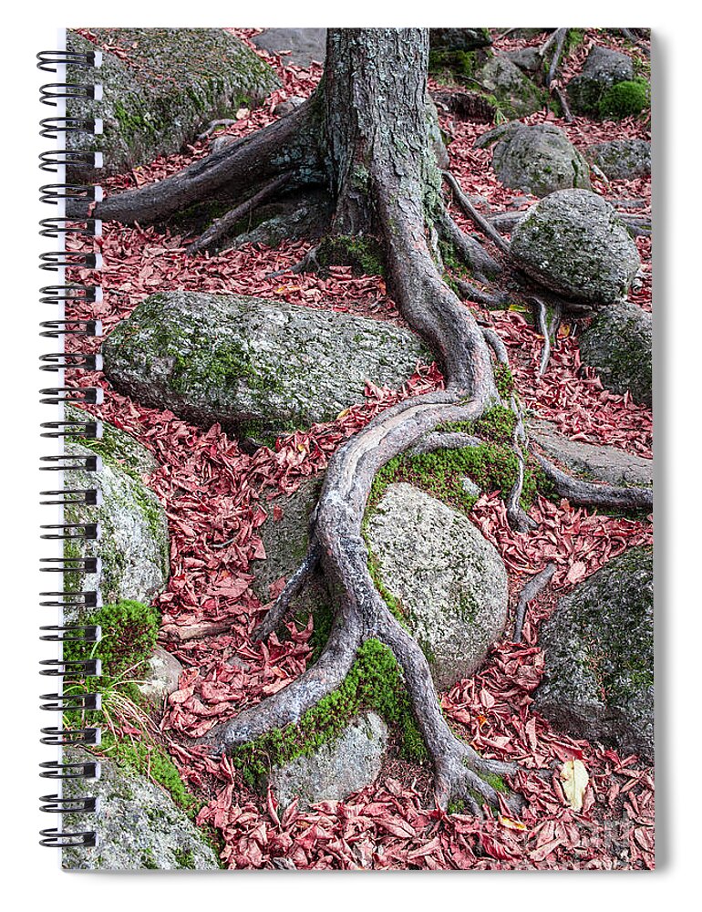 Nature Spiral Notebook featuring the photograph Roots by Edward Fielding