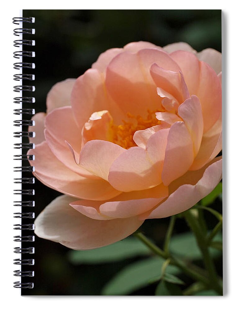 Rose Spiral Notebook featuring the photograph Rose Blush by Rona Black