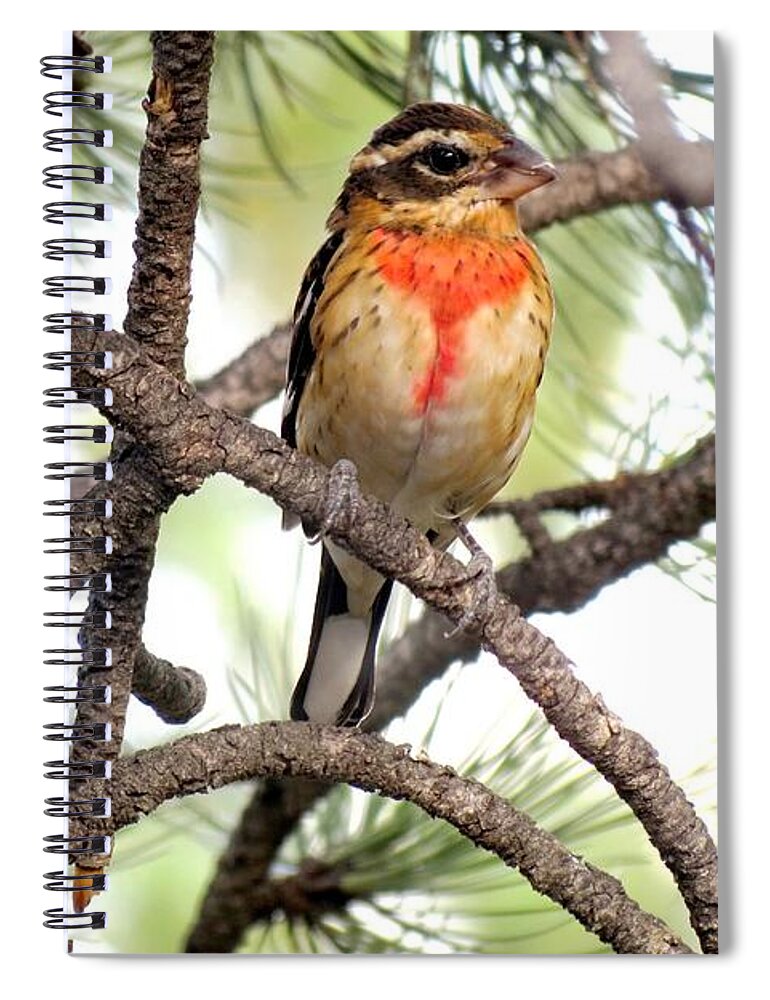 Colorado Spiral Notebook featuring the photograph Rose-breasted Grosbeak by Marilyn Burton