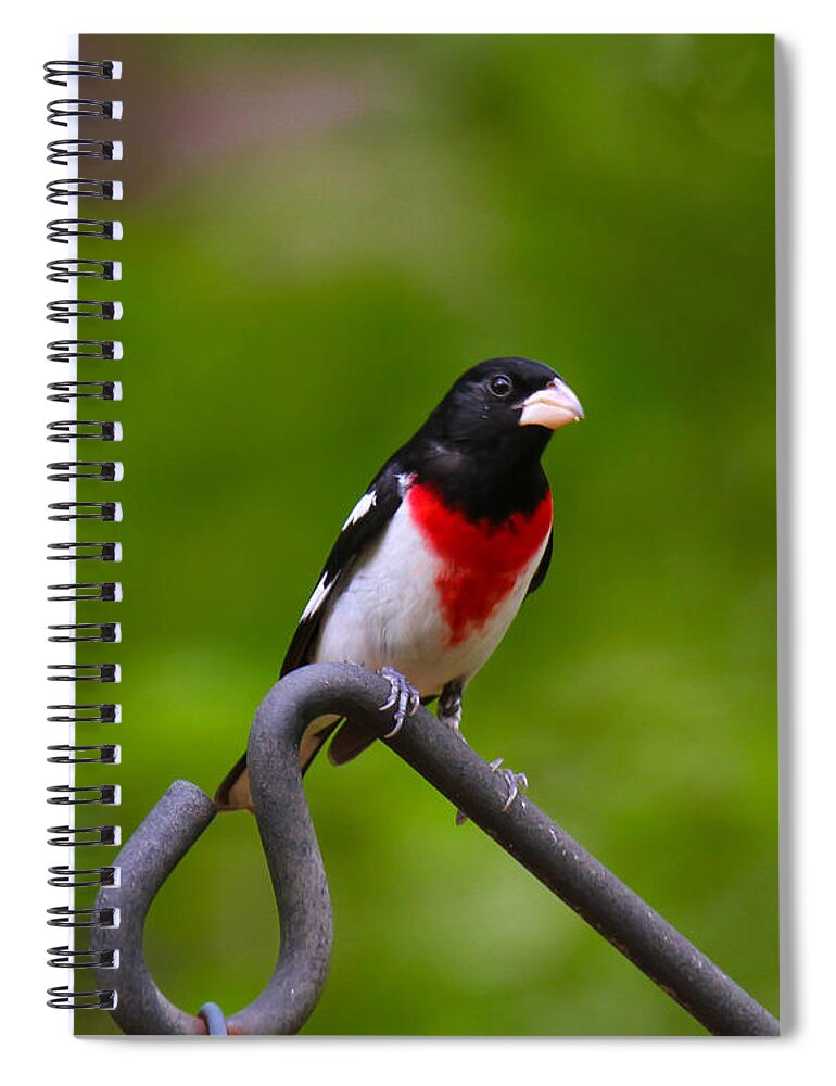 Rose Breasted Grosbeak Spiral Notebook featuring the photograph Rose Breasted Grosbeak by Robert L Jackson