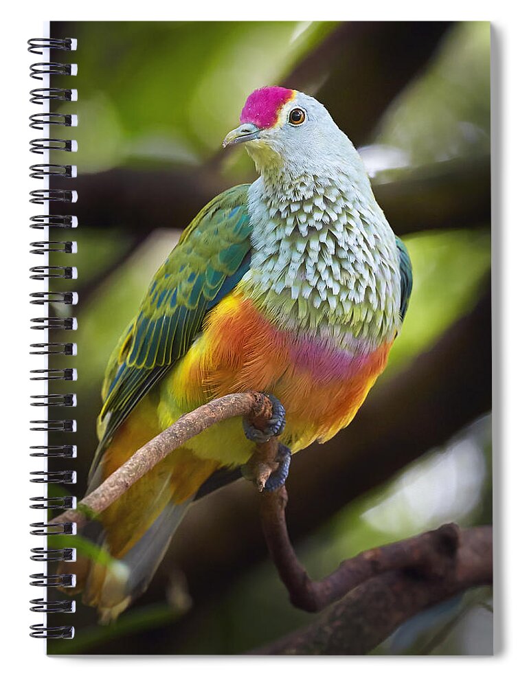 Martin Willis Spiral Notebook featuring the photograph Rose-crowned Fruit-dove Australia by Martin Willis