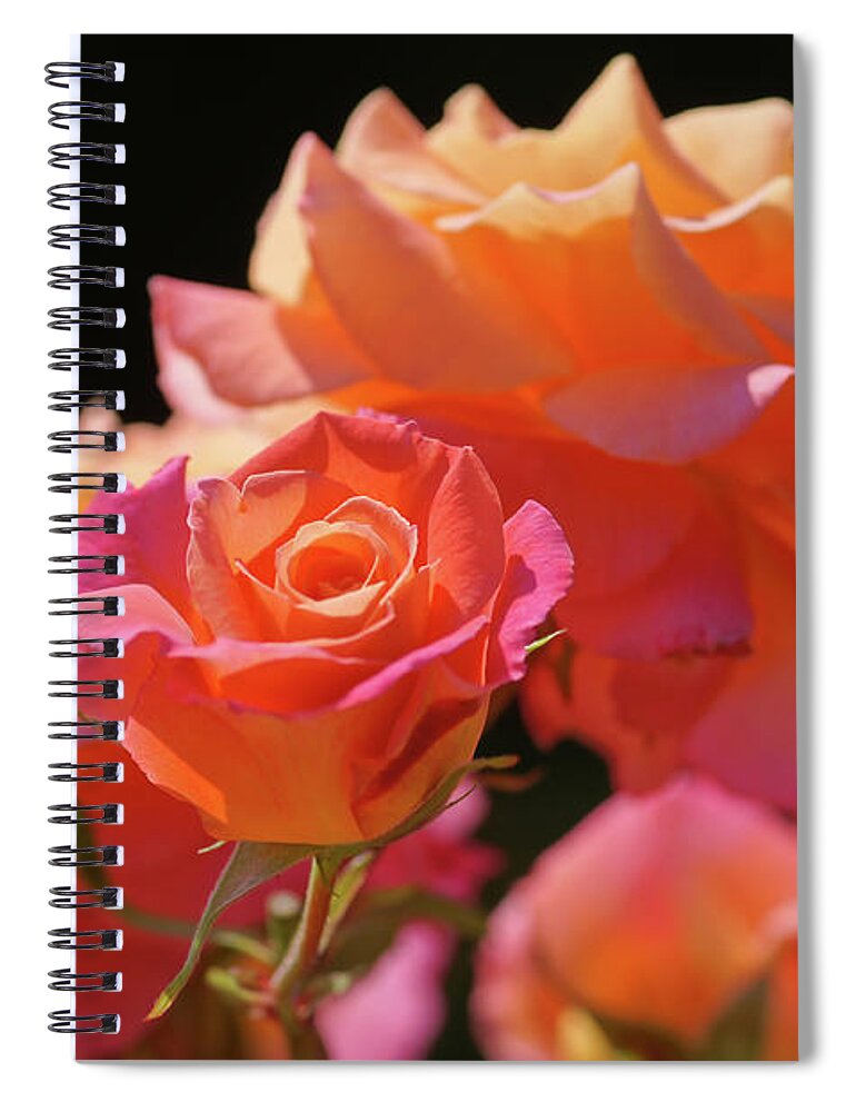Flowerbed Spiral Notebook featuring the photograph Rose Flowers Freisinger Morgenröte by Schnuddel