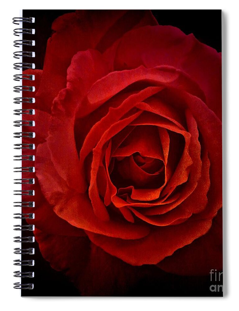 Rose Spiral Notebook featuring the photograph Rose in Red by Patricia Strand