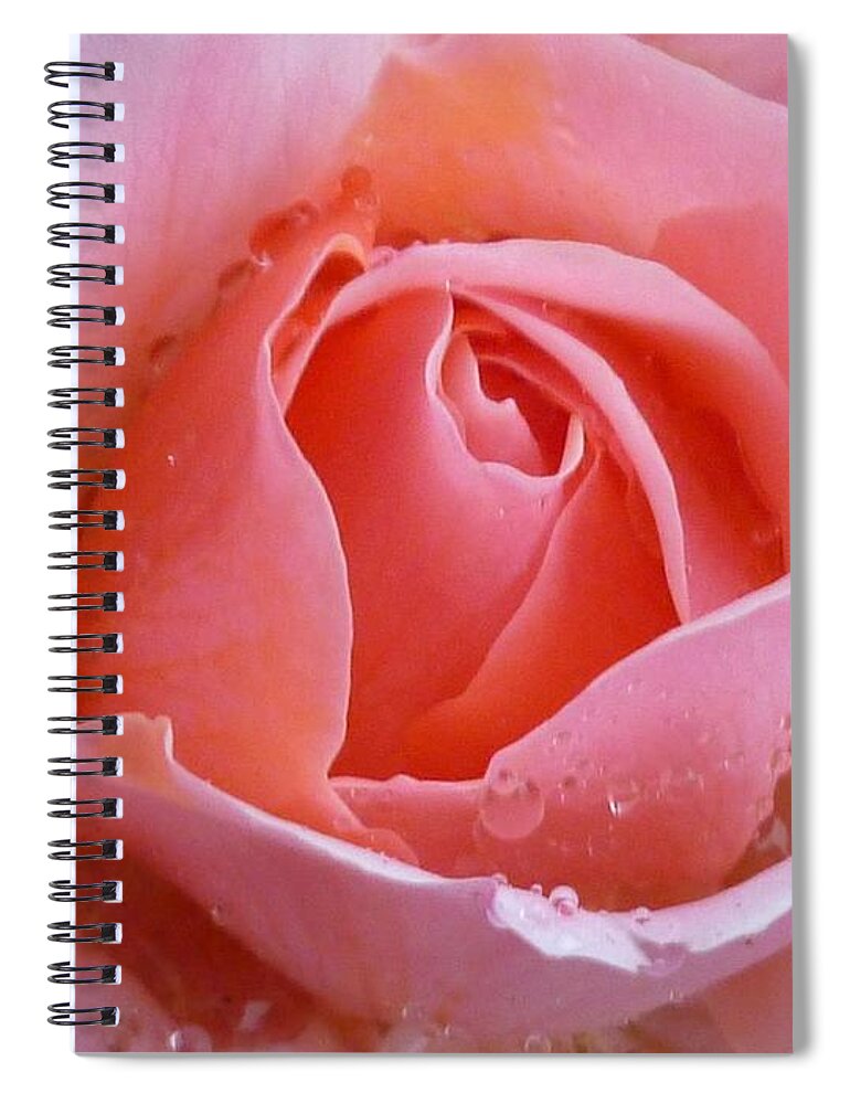 Flower Macro Spiral Notebook featuring the photograph Rose in the rain by Lingfai Leung