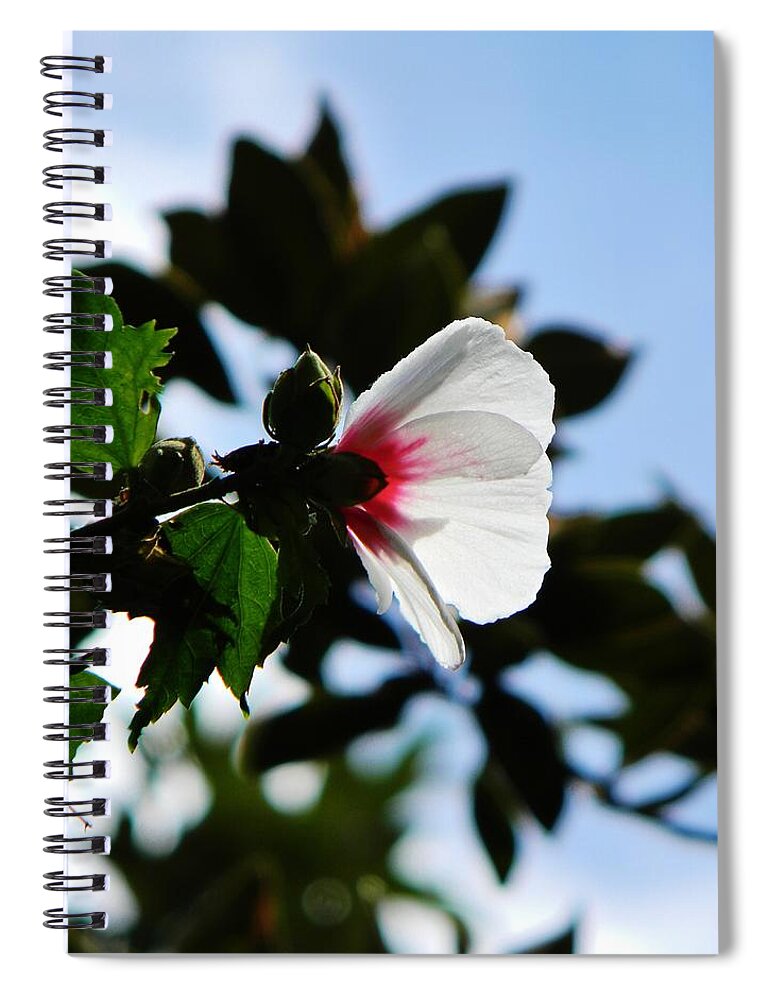 Flower Spiral Notebook featuring the photograph Rose of Sharon at Dusk by Jean Goodwin Brooks