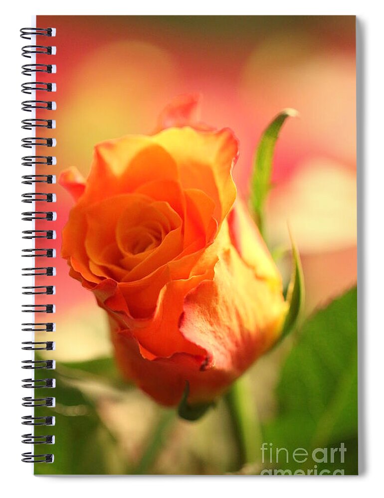 Background Spiral Notebook featuring the photograph Rose on pink background II by Amanda Mohler