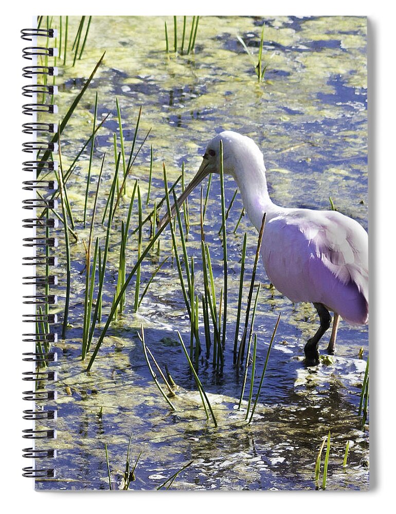 susan Molnar Spiral Notebook featuring the photograph Roseate Spoonbill III by Susan Molnar