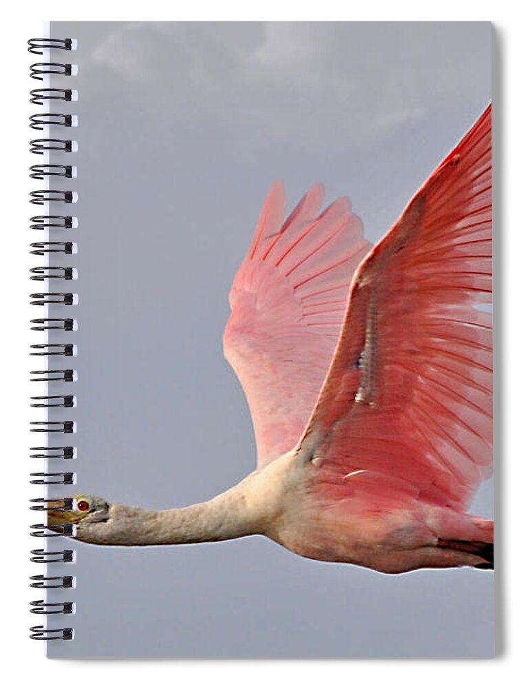 Birds Spiral Notebook featuring the photograph Roseate Spoonbill In Flight by Kathy Baccari