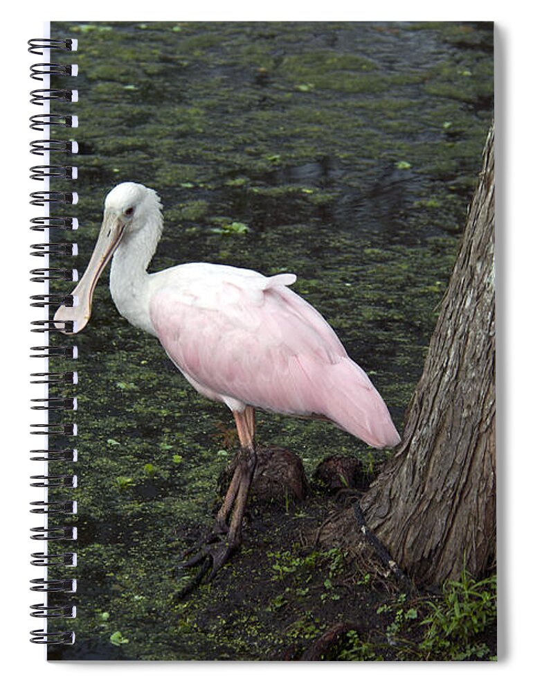 Nature Spiral Notebook featuring the photograph Roseate Spoonbill by Mark Newman