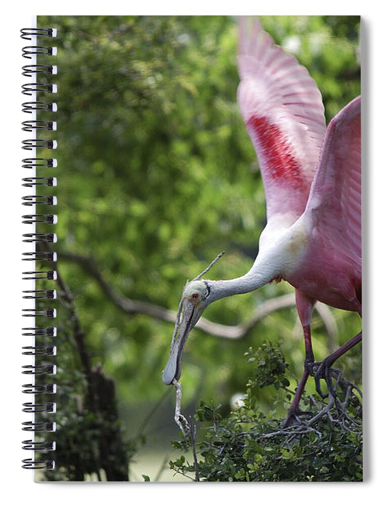 Animal Spiral Notebook featuring the photograph Roseate Spoonbill With Stick For Nest by Gregory G. Dimijian
