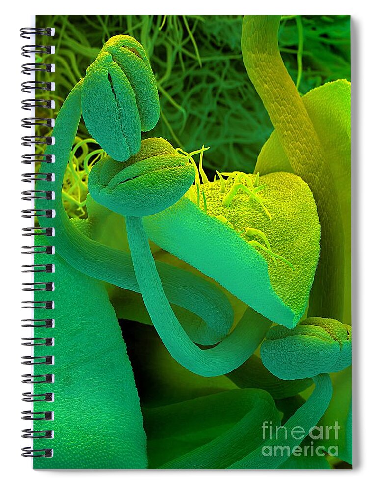Rosemary Spiral Notebook featuring the photograph Rosemary SEM by Spl