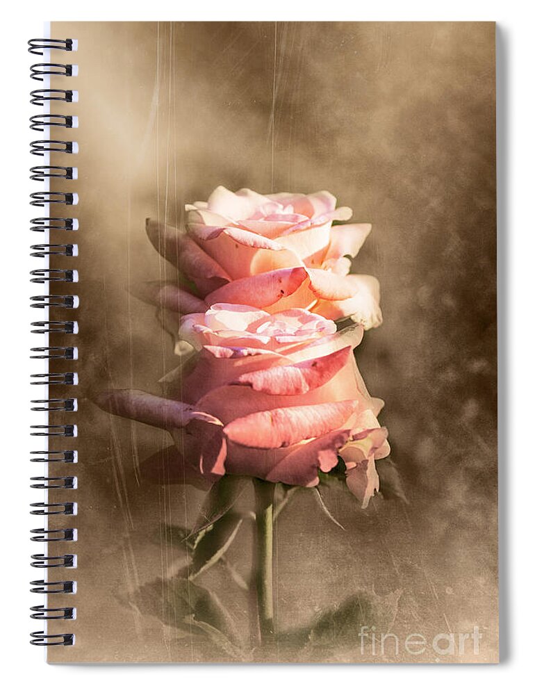 Rose Spiral Notebook featuring the photograph Roses by Stefano Senise